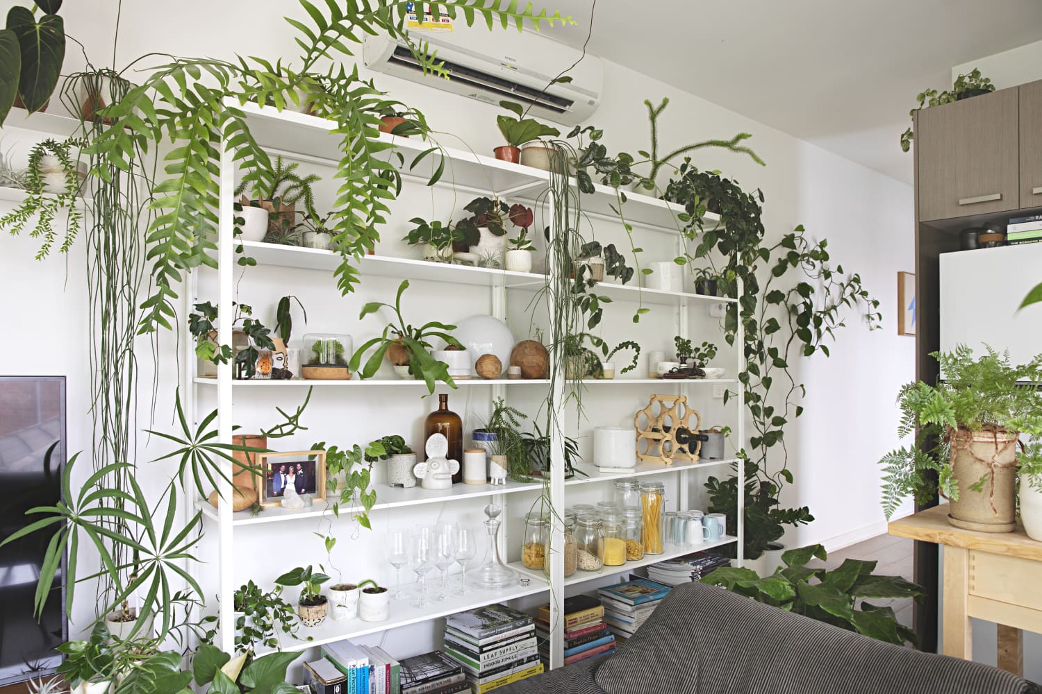 Creative Decorating with Houseplants, from Floor to Ceiling